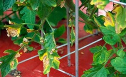 Why spots appear on tomato leaves and how to deal with them