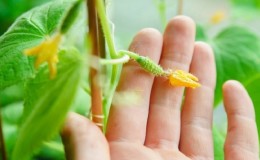 Why do cucumber ovaries fall and what to do to save your crop