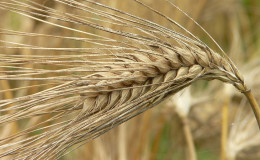 Beware of gluten: does barley contain it?