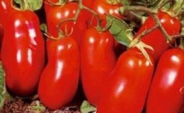 Colored assortment in the beds: the yellow and red Raketa tomato variety and a practical guide to growing it
