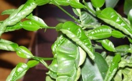 Why lemon leaves curl and how to solve the problem