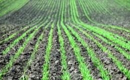Dates and rates of millet sowing with an ordinary sowing method and further care of plantings