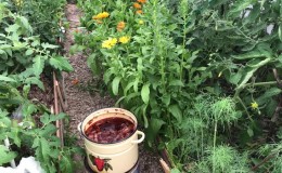 The use of onion peels for the garden and vegetable garden