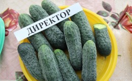 Dutch cucumber 