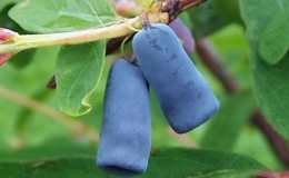 The best varieties of edible honeysuckle