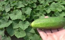 How to grow cucumbers
