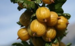 Sweet, frost-resistant gooseberry variety
