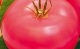 Follow the instructions and the hybrid tomato 