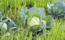 What are the best siderates to use after cabbage in the fall