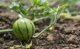Step-by-step instructions for beginner gardeners: how to pinch watermelons in the open field