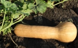A mid-season and unpretentious nutmeg pumpkin variety