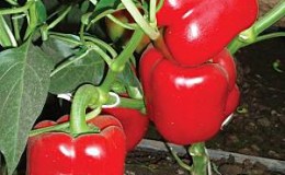 Fertile pepper 