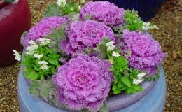Ornamental cabbage: culture features, description of varieties with names and photos