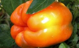 Pepper variety