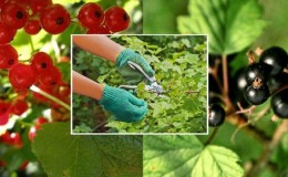How and how to feed currants after harvest in July