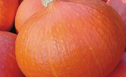 Why Farmers Love Orange Summer Pumpkin So Much: A Hybrid, Easy Care And Indispensable In Cooking