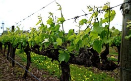 Summer grape care: essential vineyard work and advice from experienced winegrowers