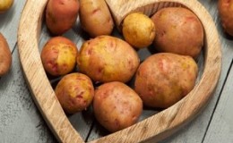 A popular variety of potatoes with excellent taste and good keeping quality