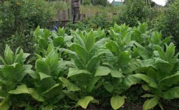 When and how to collect tobacco and dry it properly at home