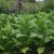 When and how to collect tobacco and dry it properly at home