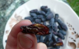 What worms spoil honeysuckle berries and how to get rid of them