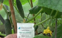 Why boric acid is useful for cucumbers and how to use it correctly