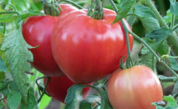 A new variety that managed to conquer the hearts of summer residents - the