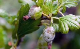How can you process gooseberries from white bloom on berries and what is the reason for its appearance