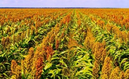 What is Sudanese grass, how is it grown and where is it used