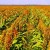 What is Sudanese grass, how is it grown and where is it used