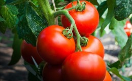 We collect a rich harvest, observing the rules of care - tomato