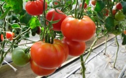 Large and easy-to-care tomato