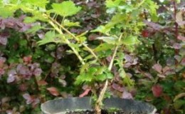 All about planting a gooseberry with a closed and open root system