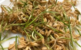 How to sprout oats at home for food: step by step instructions