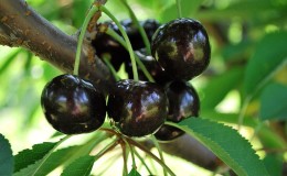 Reliable and suitable for cultivation in harsh climates, the Leningradskaya black cherry variety