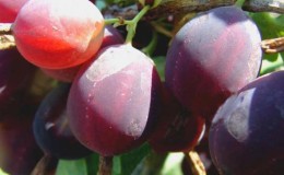Gooseberry varieties from Belarusian breeders:
