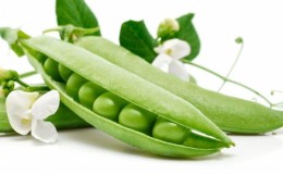 Biological features of peas, which are best known