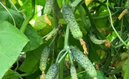 What are the names of small cucumbers and which varieties of this type are the best