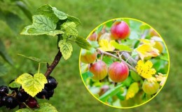 Why do gooseberry leaves fall and how to deal with it
