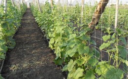 Step-by-step instructions for planting cucumbers in the ground