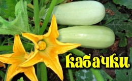 The benefits and harms of zucchini for human health: how much to eat and in what form, so as not to harm the body