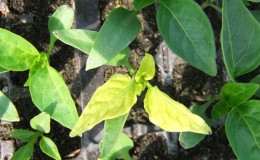 Why pepper leaves turn yellow and fall: what to do to save your harvest
