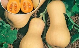 We grow on our site a mid-season pumpkin 