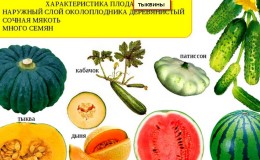 Watermelon and melon are berries or not, and why