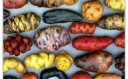 What is a potato and what family it belongs to, a full description with a photo
