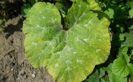 Why do pumpkin leaves turn yellow, what to do and how to prevent a problem
