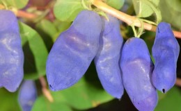 An early sweet variety of honeysuckle