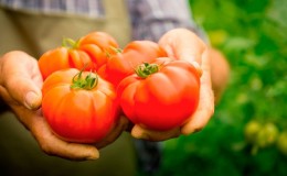 A variety with an attractive name and extraordinary taste - the