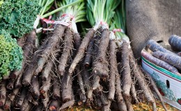 What is black carrot juice: cultivation, preparation and application