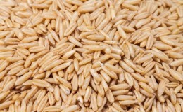 Useful properties and features of growing naked oats